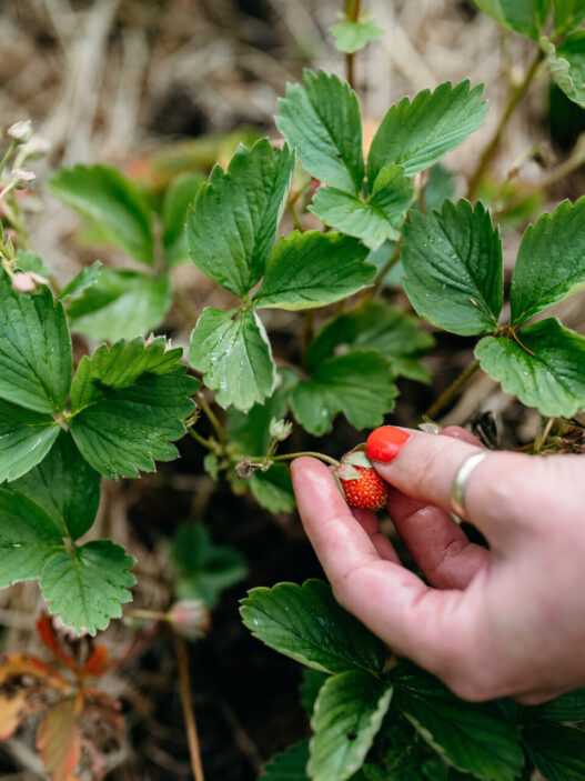 Gardening Blog Post Ideas