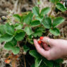 Gardening Blog Post Ideas