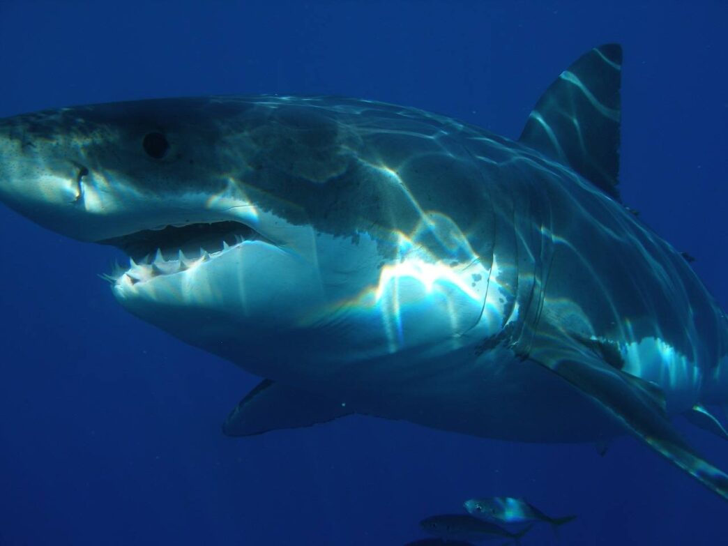 What Connects Isis, Sharks And The Radical Left?