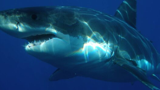What Connects Isis, Sharks And The Radical Left?