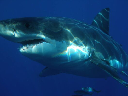 What Connects Isis, Sharks And The Radical Left?