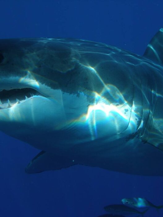 What Connects Isis, Sharks And The Radical Left?