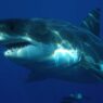 What Connects Isis, Sharks And The Radical Left?