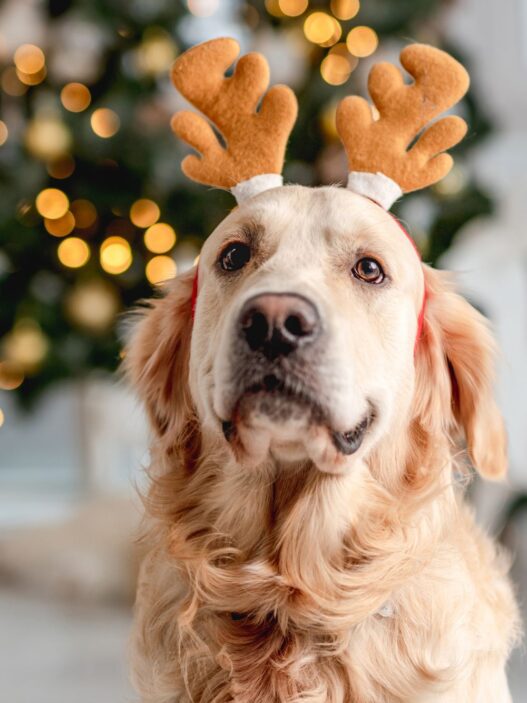 Top 10 Holiday Gifts For Pet Parents