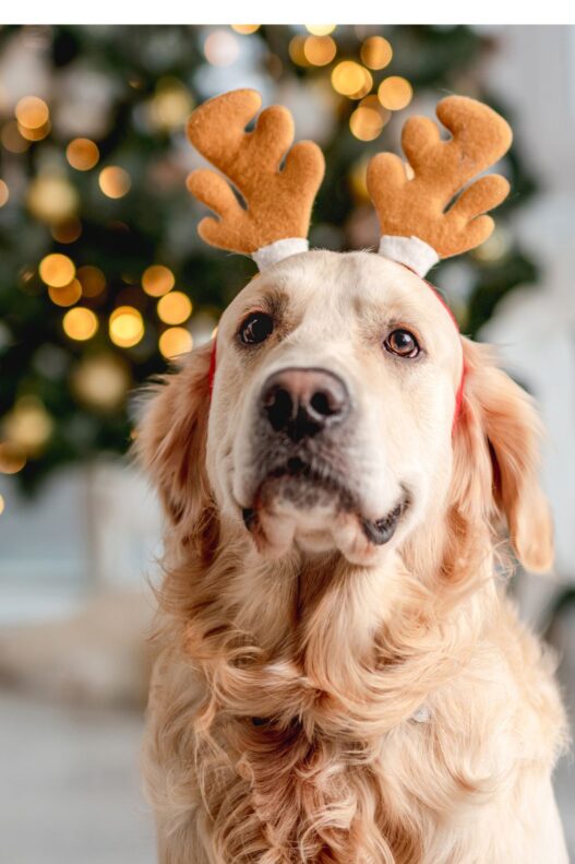 Top 10 Holiday Gifts For Pet Parents