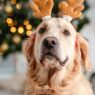 Top 10 Holiday Gifts For Pet Parents
