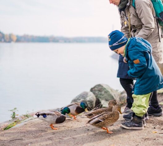 child feed ducks fun, Seurasaari Open-Air Museum, Helsinki