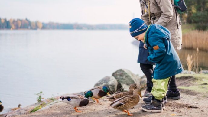 child feed ducks fun, Seurasaari Open-Air Museum, Helsinki
