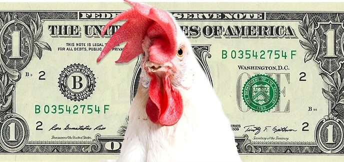 chicken money