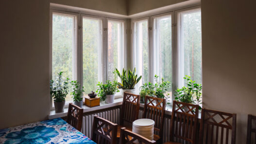 fern plants eco green window Nuuksio National Park