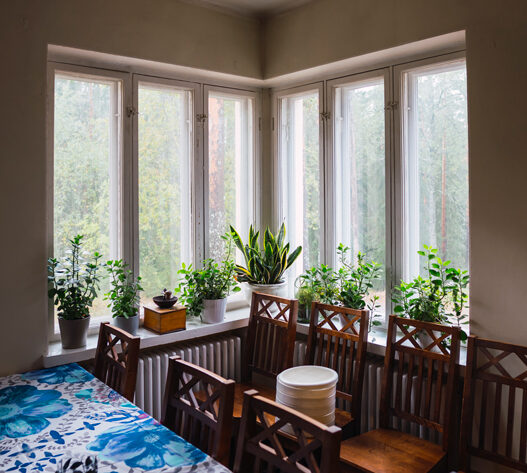fern plants eco green window Nuuksio National Park