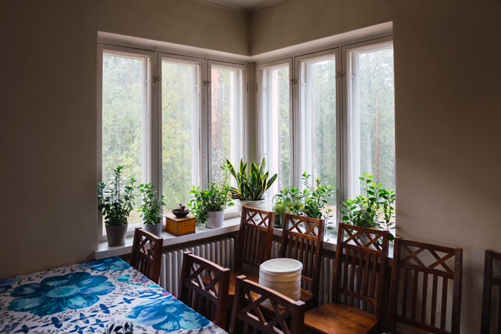 fern plants eco green window Nuuksio National Park