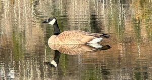 Weekend Favorites: habits of emotionally mature people + 3 second decluttering