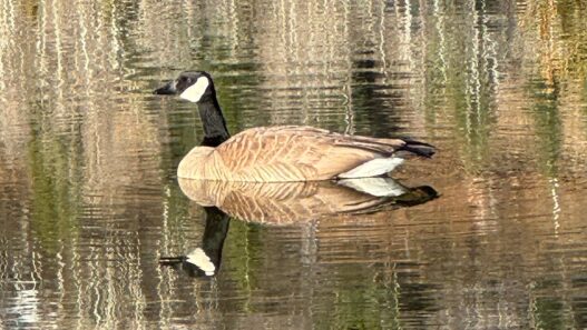 Weekend Favorites: habits of emotionally mature people + 3 second decluttering