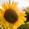 How To Be Happy: 15 Practical Secrets To Happiness